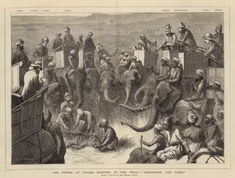 Der Prinz von Wales auf der Jagd im Terai, Messen des Tigers